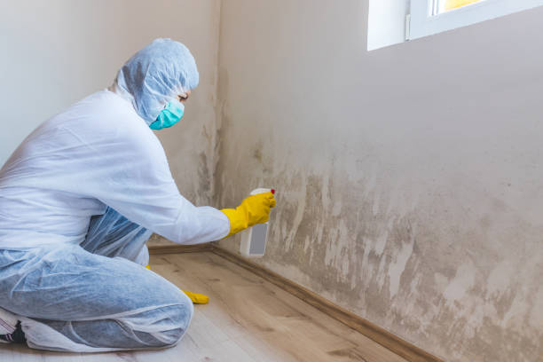 Licensed Basement Mold Remediation service in Treasure Island, FL - 24 Hour Mold Removal