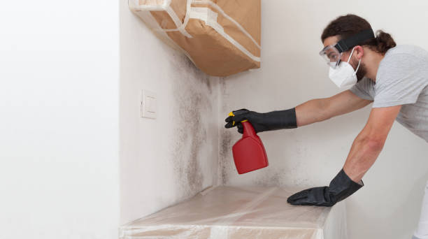 Professional Basement Mold Remediation technician working in Treasure Island, FL