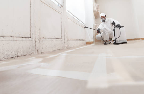 24/7 Emergency Basement Mold Remediation experts in Treasure Island, FL