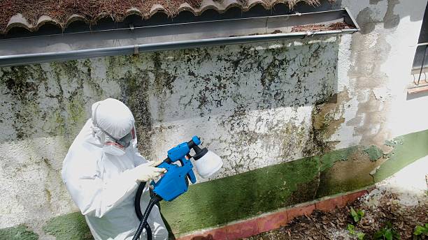 Top rated local Basement Mold Remediation specialists in Treasure Island, FL
